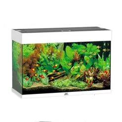 Acquario Juwel Rio 125 A Led Nero Bianco Darkwood + Kit Allestimento E Manutenzione (130€ Prodotti Omaggio)
