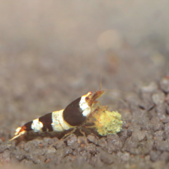 JBL Pronovo Shrimps Grano S CLICK Per I Gamberi -Vendite Cibo per i pesci la 12c20ad4d76fe97759aa27a0c99bff67101680100678