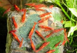 DENNERLE Shrimp King Yummy Gum, Cibo Per Gamberetti -Vendite Cibo per i pesci la 18731fefc0e570cb3860f2a6d4b38c6490d1619099453