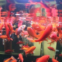 JBL Novo Red Fiocchi Per Pesci Rossi -Vendite Cibo per i pesci la 204274ad4786c3abca69fa097b85867d9a41532448177