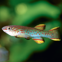 JBL Grana Granuli Premium Per Piccoli Pesci -Vendite Cibo per i pesci la 204274ad4786c3abca69fa097b85867d9a41551282212