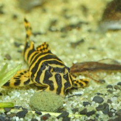 JBL Pronovo Pleco Wafer M Per Locaridi Erbivori -Vendite Cibo per i pesci la 253c24cd76e1ce41366a4bbe8a49b02a0281680097252