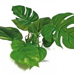 Wave Pianta Anubias Diverse Dimensioni