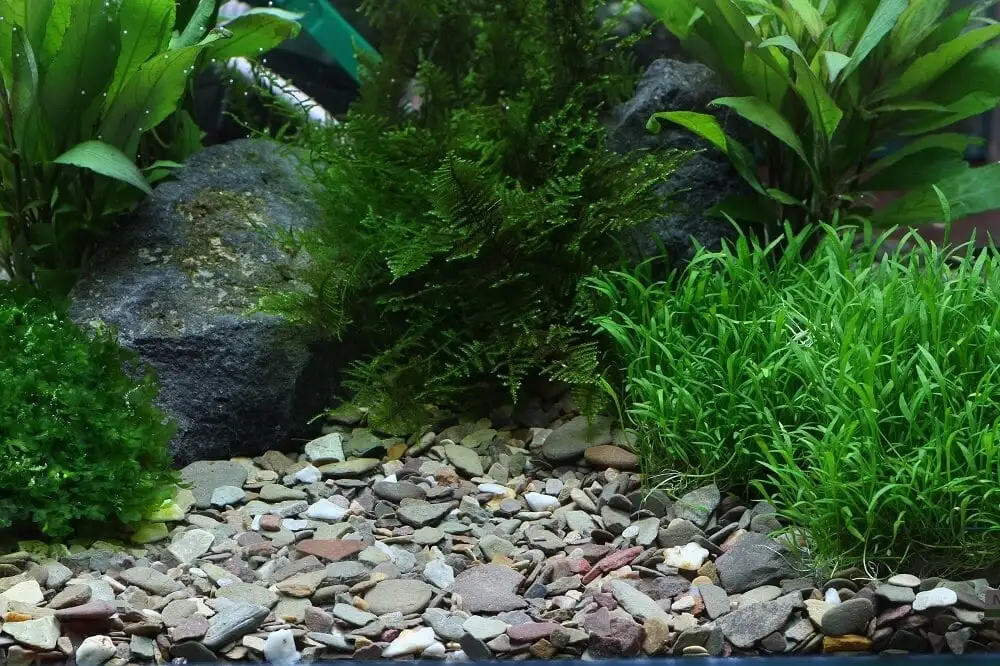 Ghiaia DENNERLE Plantahunter Rio Xingu Mix 2-22mm 4 Ghiaia DENNERLE Plantahunter Rio Xingu Mix 2-22mm - immagine 2