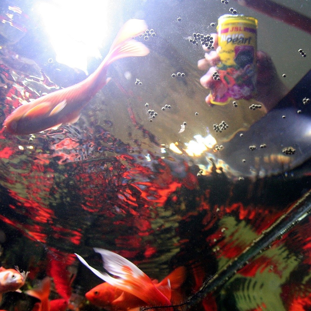 JBL NovoPearl Mangime Base A Perle Per Pesci Rossi 5 JBL NovoPearl Mangime Base A Perle Per Pesci Rossi - immagine 3