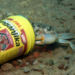 JBL Novo Tanganjika Fiocchi Per Ciclidi Tanganyka E Malawi -Vendite Cibo per i pesci la 36300411460f7c92d2124a67ea0f4cb5f851534749653