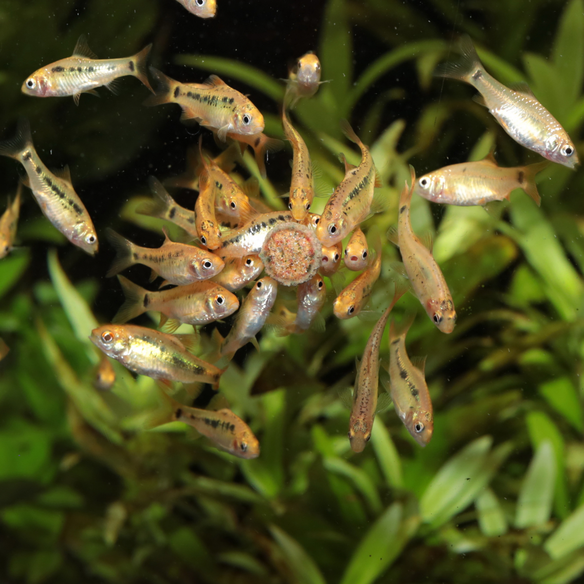 JBL Pronovo Tab M Per Tutti I Pesci D'acquario 5 JBL Pronovo Tab M Per Tutti I Pesci D'acquario - immagine 3