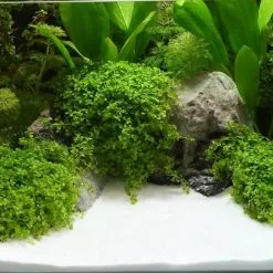 Vendite Cibo per i pesci -Vendite Cibo per i pesci la 47026337353b7962f533d78c762373b33181490787142