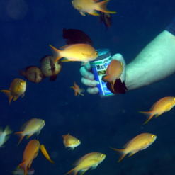 JBL MariPearls Perline Alimentari Per Animali Marini -Vendite Cibo per i pesci la 4941be3bc32e6564055d5ca3e5a354acbef1551344548