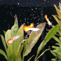 JBL Pronovo Guppy Flakes Fiocchi Per Guppy -Vendite Cibo per i pesci la 65230ef30b64204a3088a26bc2e6ecf76021666601565