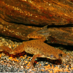 JBL Pronovo Lotl Grano M Alimentazione Completa Per Axolot 9 JBL Pronovo Lotl Grano M Alimentazione Completa Per Axolot -Vendite Cibo per i pesci la 65626408ffa703a72e8ac0117e74ad46f331683295165