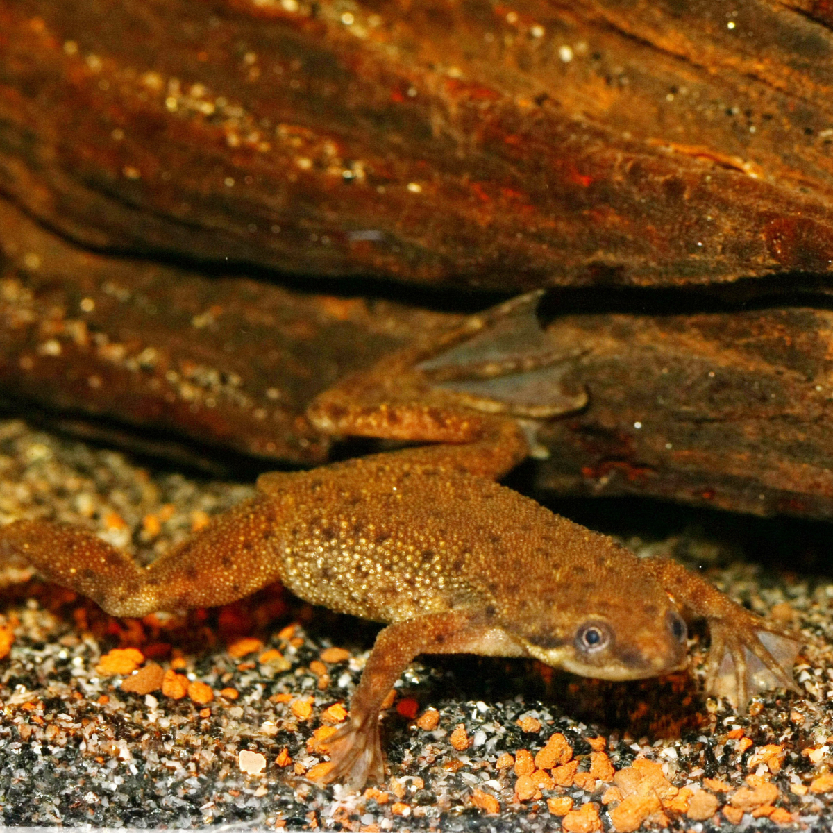 JBL Pronovo Lotl Grano M Alimentazione Completa Per Axolot 6 JBL Pronovo Lotl Grano M Alimentazione Completa Per Axolot - immagine 4