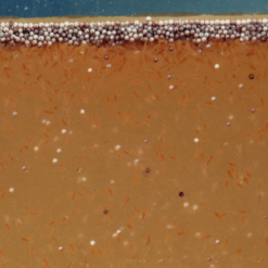 JBL Artemio Pur Uova D'Artemia 7 JBL Artemio Pur Uova D'Artemia -Vendite Cibo per i pesci la 6613a066bda8c96b9478bb0512f0a43028c1532081831