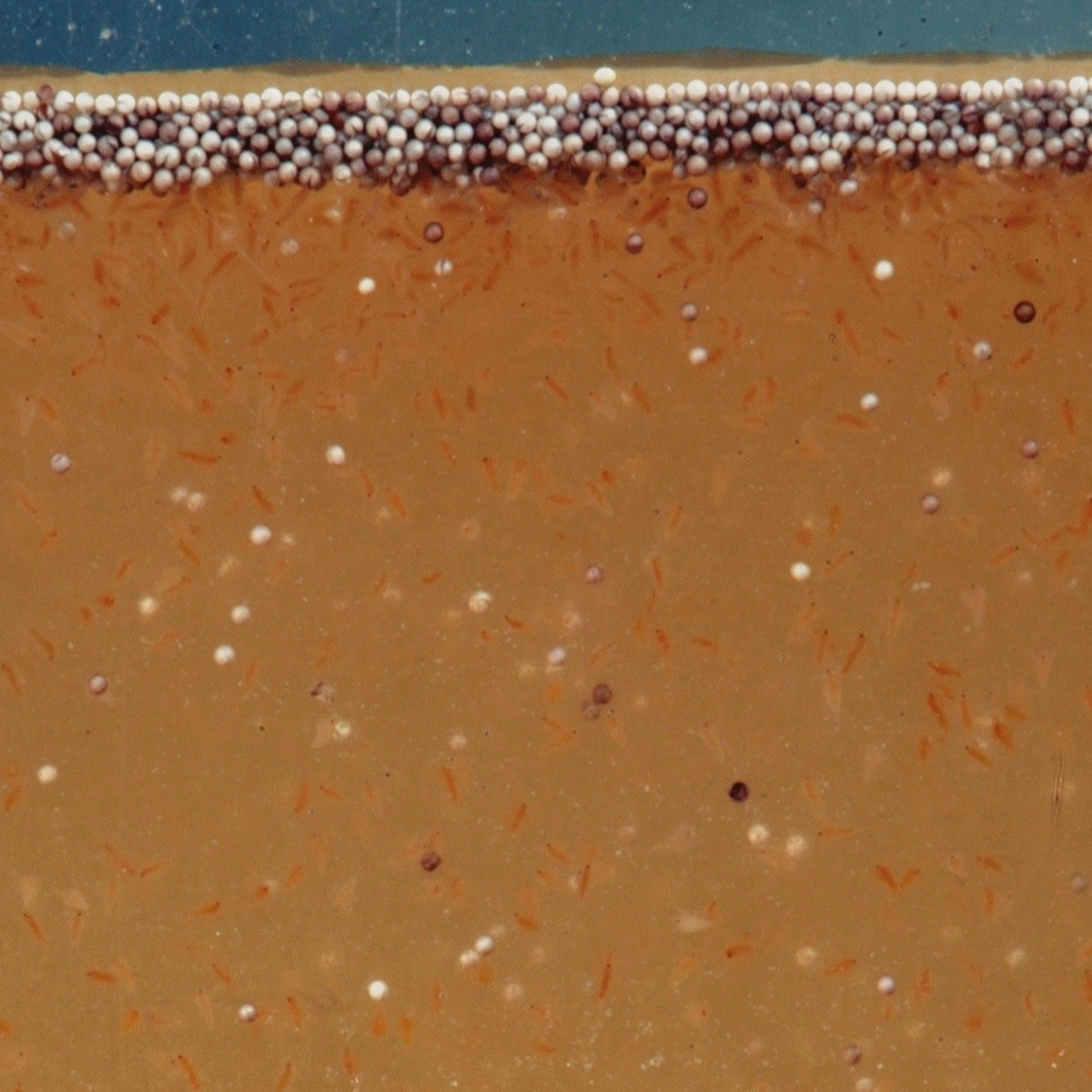 JBL Artemio Pur Uova D'Artemia 5 JBL Artemio Pur Uova D'Artemia - immagine 3