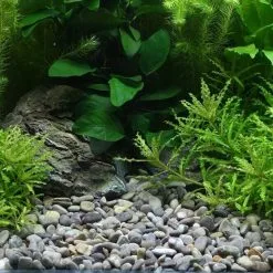 Ghiaia DENNERLE Plantahunter River -Vendite Cibo per i pesci la 679ca9c267dad0305d1a6308d2a0cf1c39c1490792433