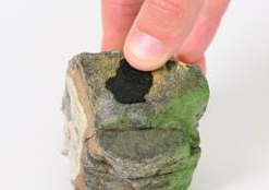 DENNERLE Shrimp King Yummy Gum, Cibo Per Gamberetti -Vendite Cibo per i pesci la 840fa83a11a198d5a7f0bf77a1987bcd0061619099450