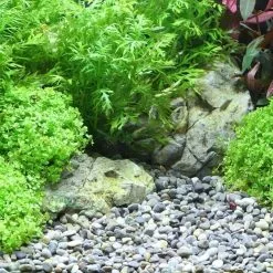 Ghiaia DENNERLE Plantahunter River -Vendite Cibo per i pesci la 909a4300b002bcfb71f291dac175d52df941490792433