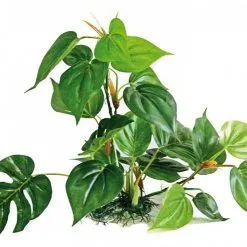 Wave Pianta Anubias Diverse Dimensioni -Vendite Cibo per i pesci la 94192262bf907af914b95a0fc33c3f33bf61536237002