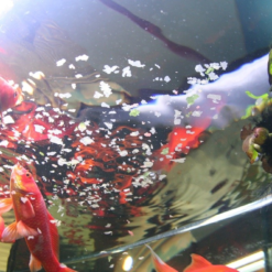 JBL Novo Red Fiocchi Per Pesci Rossi -Vendite Cibo per i pesci la 94f4b9ec30ad9f68f89b29639786cb62ef1532448145