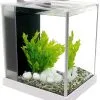 Askoll Acquario Per Betta E Caridine -Vendite Cibo per i pesci x10287P20 P20000P20P2822158P29.jpg.pagespeed.ic .QIXWgc7yrh