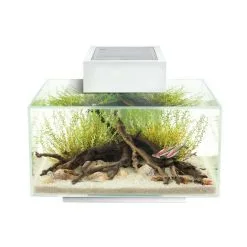Nuovo Acquario Design Askoll Edge 2.0 23 Litri Luci A Led 10 Nuovo Acquario Design Askoll Edge 2.0 23 Litri Luci A Led -Vendite Cibo per i pesci xacuario fluval edge 20 bianco.jpg.pagespeed.ic .3EHb3OoA22