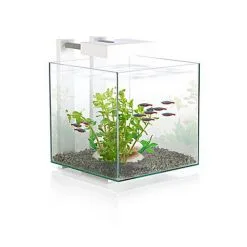 Askoll Acquario Per Caridine E Betta Nexus Pure 14lt