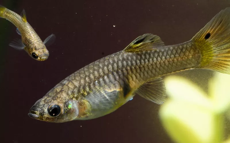 Vendite Cibo per i pesci -Vendite Cibo per i pesci livebearing tropical fish